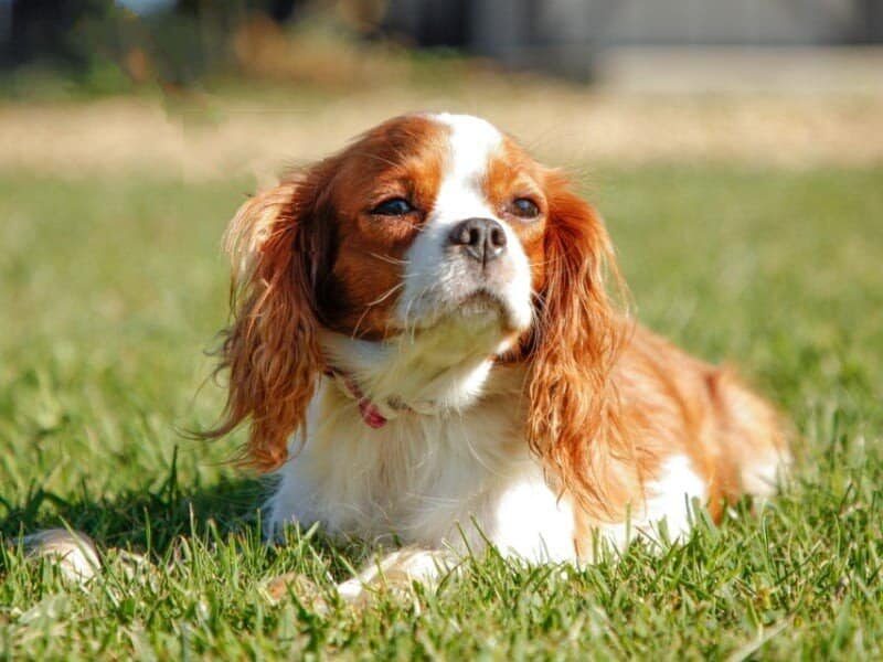 Tammy, our Cavalier King Charles Spaniel dam in Kentucky.