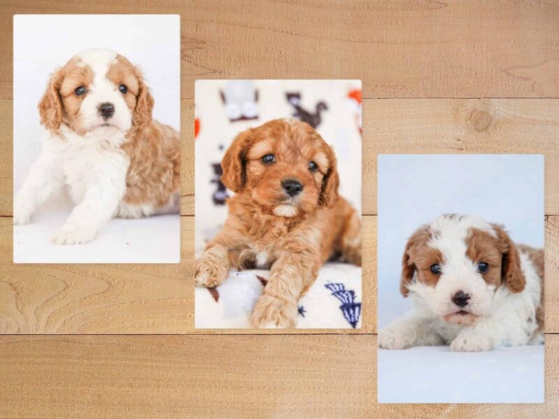 The Marshall-Tammy Mini Cavapoo litter — Mini Cavapoo puppies in Kentucky.