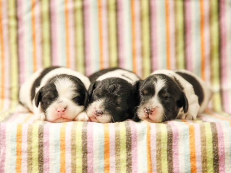 The Bandit-Snickers Mini Cavapoo litter — Mini Cavapoo puppies in Kentucky.