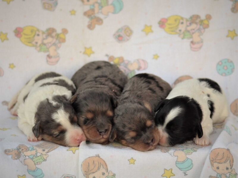 The Bandit-Ruby Mini Cavapoo litter — Mini Cavapoo puppies in Kentucky.