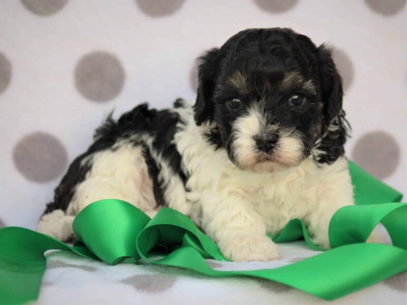 Spice, a blue & white Mini Cavapoo puppy in Kentucky.