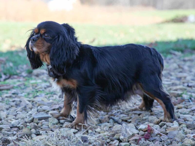 Emmie, our Cavalier King Charles Spaniel dam in Kentucky.