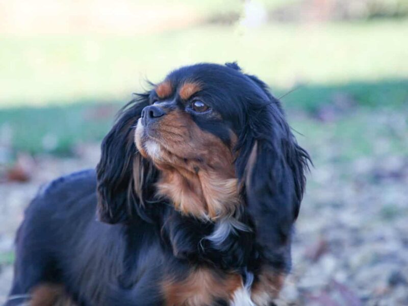 Emmie, our Cavalier King Charles Spaniel dam in Kentucky.