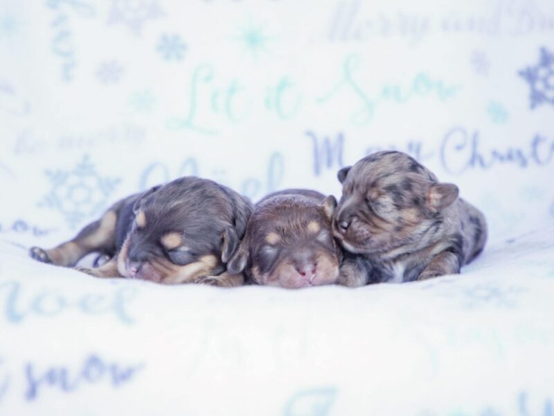 The Bandit-Emmie Mini Cavapoo litter — Mini Cavapoo puppies in Kentucky.