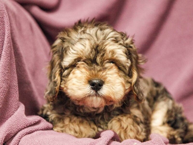 Echo, a blue merle Mini Cavapoo puppy in Kentucky.
