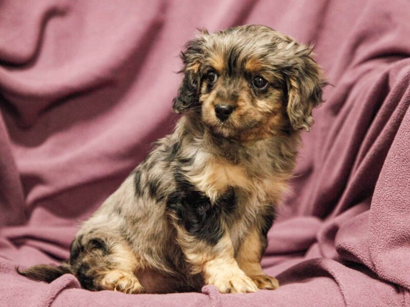 Esmerelda, a blue merle Mini Cavapoo puppy in Kentucky.