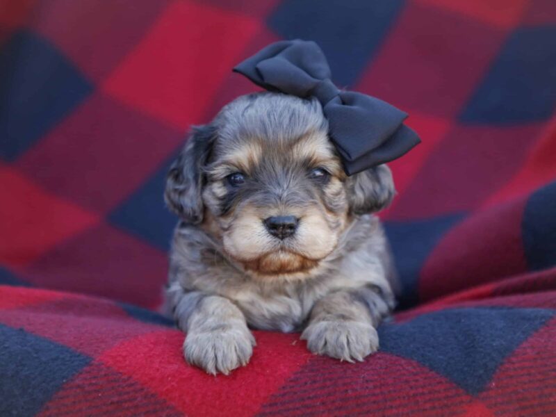 Reindeer, a blue merle Mini Cavapoo puppy in Kentucky.