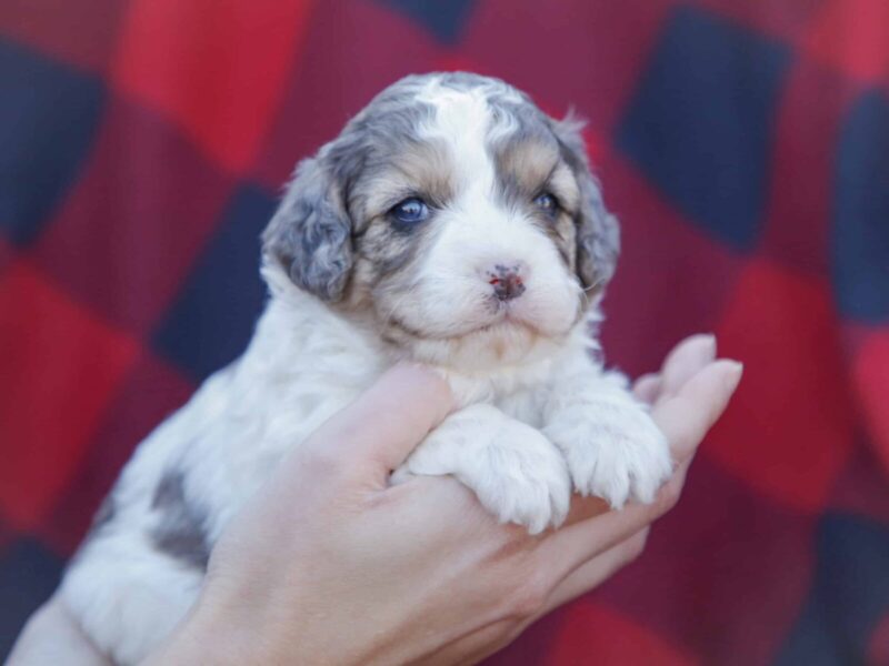 Ribbon, a blue merle Mini Cavapoo puppy in Kentucky.