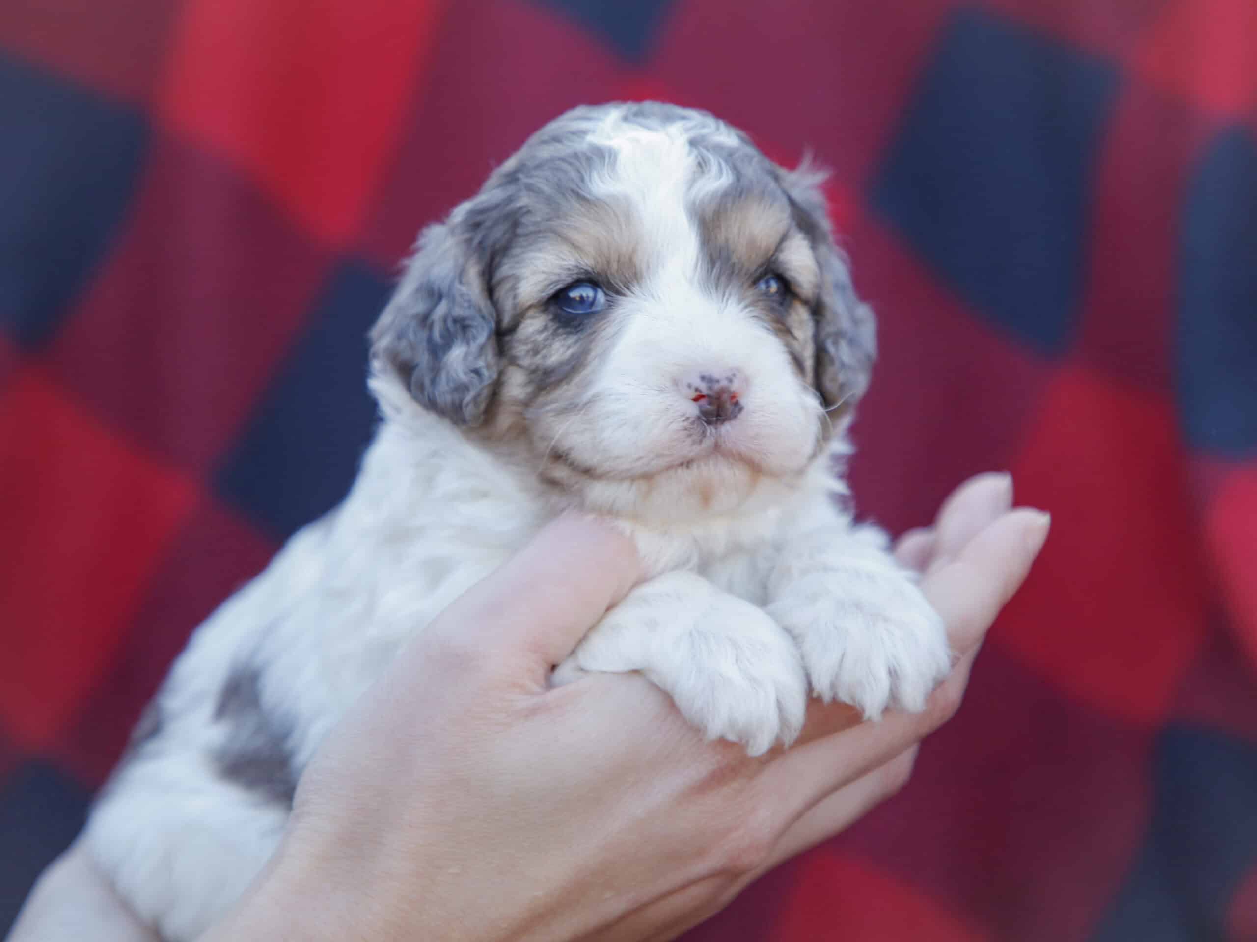 Ribbon - Blue Merle Female Puppy | Thomas Ridge Kennels