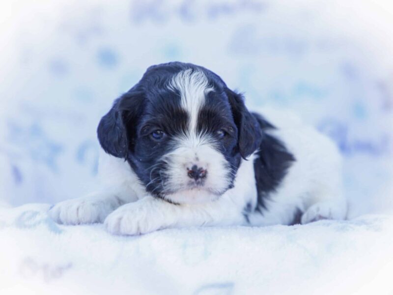 Rudolph, a tri-colored Mini Cavapoo puppy in Kentucky.