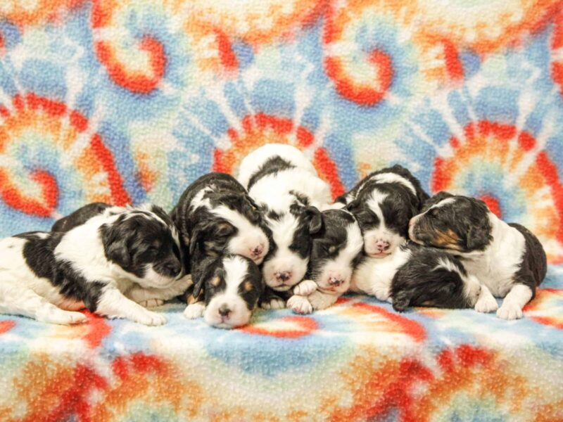 The Captain-Summer F1b-Bernedoodle litter — F1b-Bernedoodle puppies in Kentucky.
