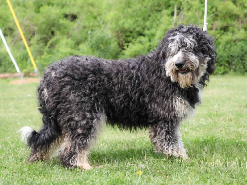Summer, our Bernedoodle dam in Kentucky.