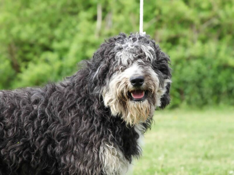 Summer, our Bernedoodle dam in Kentucky.