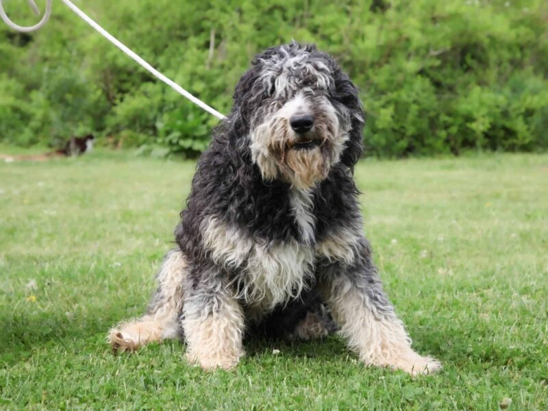 Summer, our Bernedoodle dam in Kentucky.