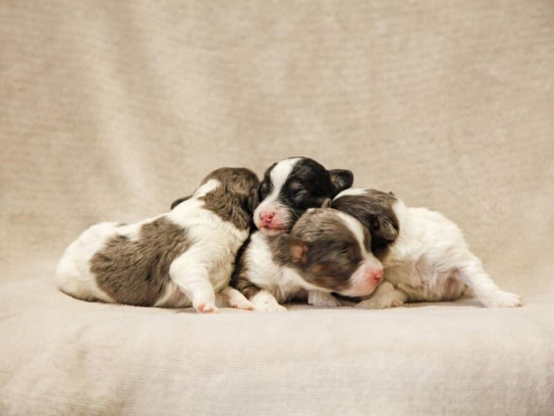 The Bandit-Kassie Mini Cavapoo litter — Mini Cavapoo puppies in Kentucky.