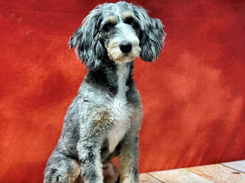 Erin, our Bernedoodle Mini dam in Kentucky.