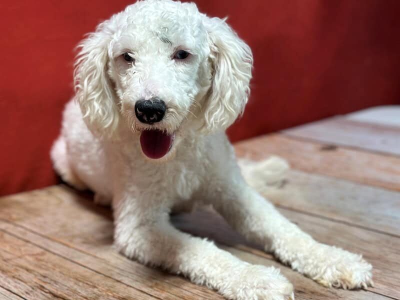 Snowy, our Bernedoodle Mini dam in Kentucky.