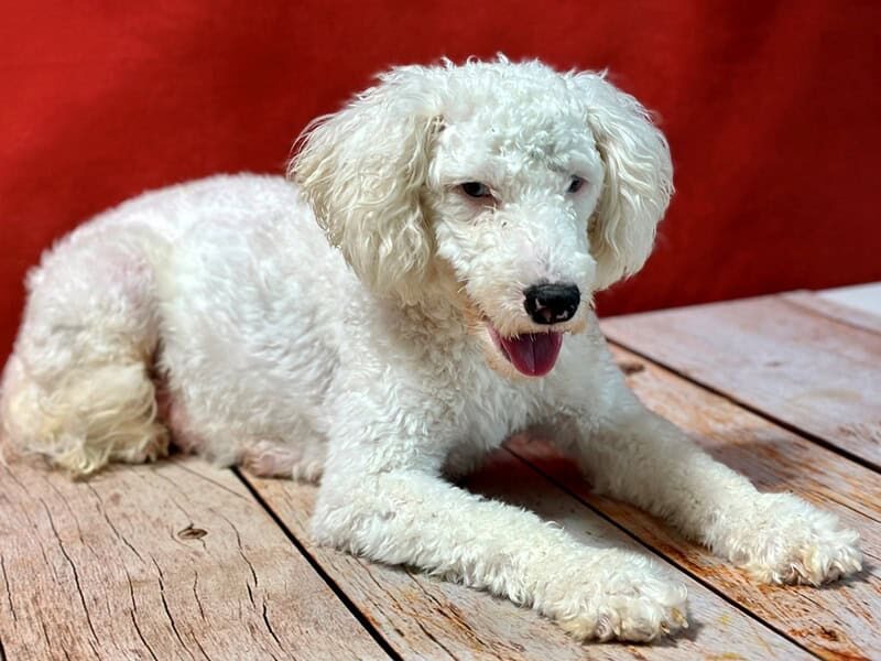 Snowy, our Bernedoodle Mini dam in Kentucky.