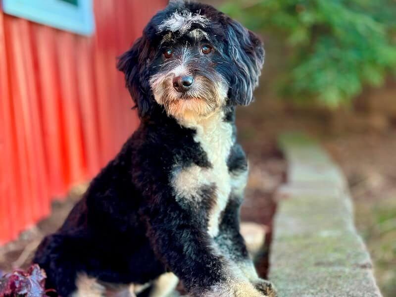 Nash, our Bernedoodle Mini sire in Kentucky.