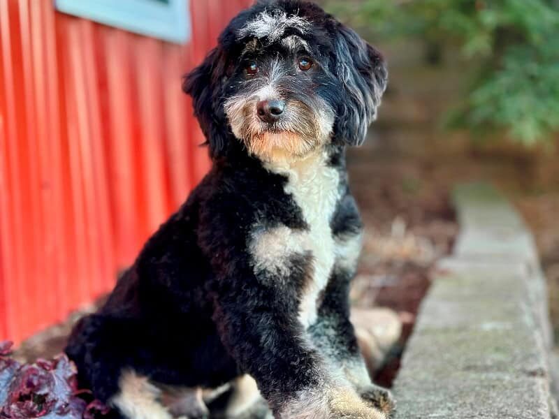 Nash, our Bernedoodle Mini sire in Kentucky.