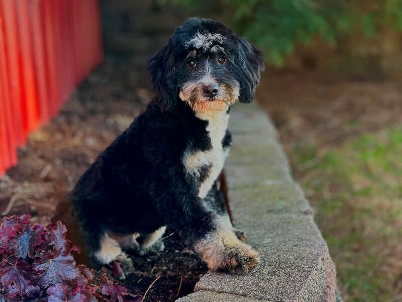 Nash, our Bernedoodle Mini sire in Kentucky.
