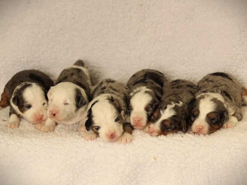 The Nash-Snowy Mini Bernedoodle litter — Mini Bernedoodle puppies in Kentucky.