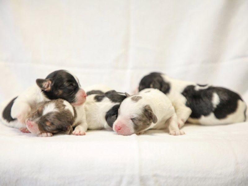 The Bandit-Tammy Mini Cavapoo litter — Mini Cavapoo puppies in Kentucky.
