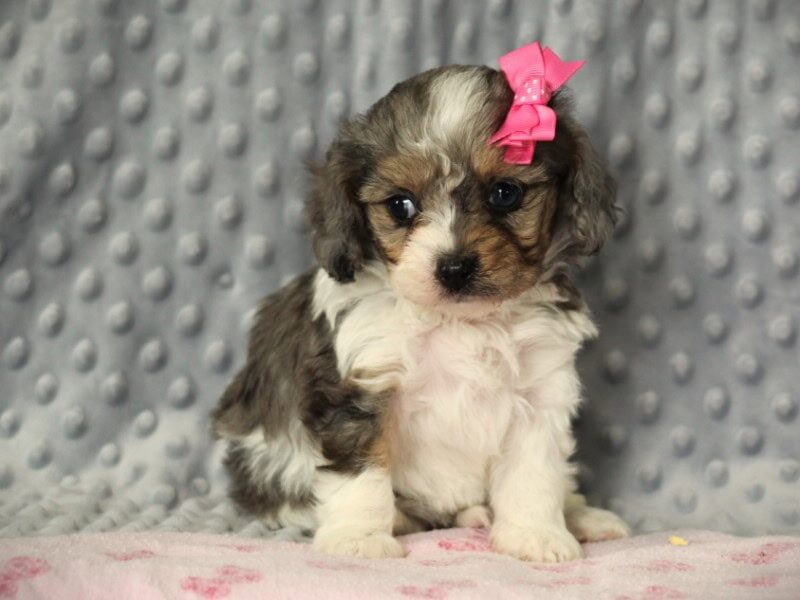 Kamika, a blue & white puppy in Kentucky.