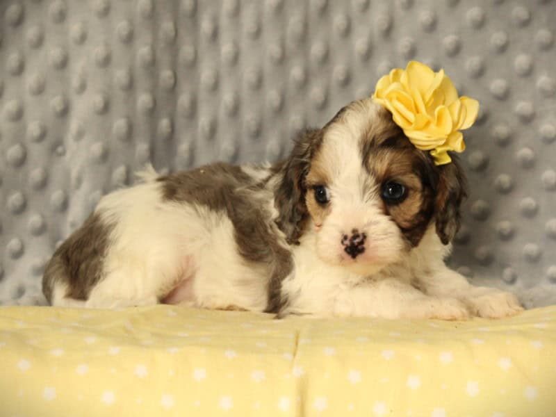 Kerri, a merlequin puppy in Kentucky.