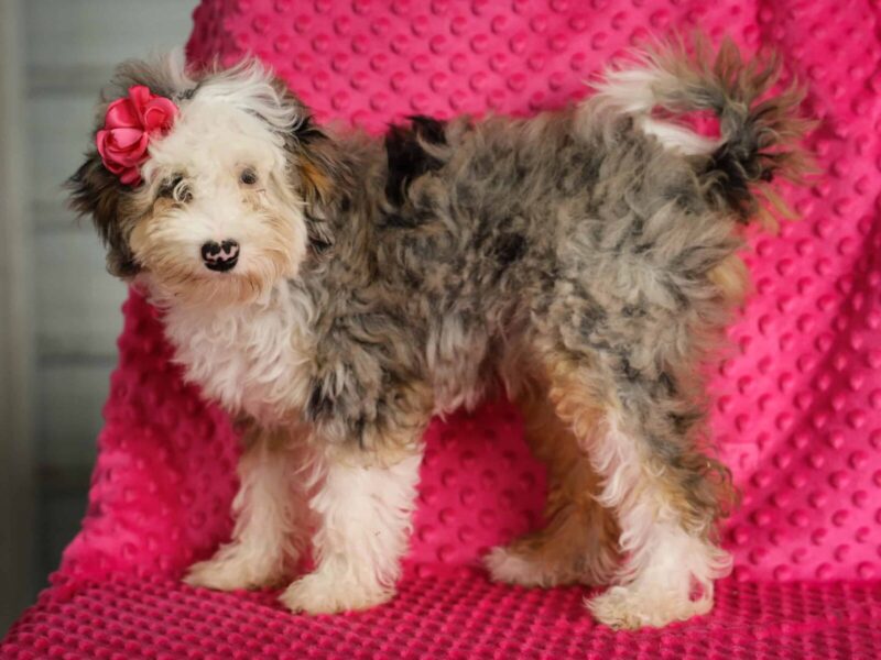 Sierra Mist, a white & brindle Mini Bernedoodle puppy in Kentucky.