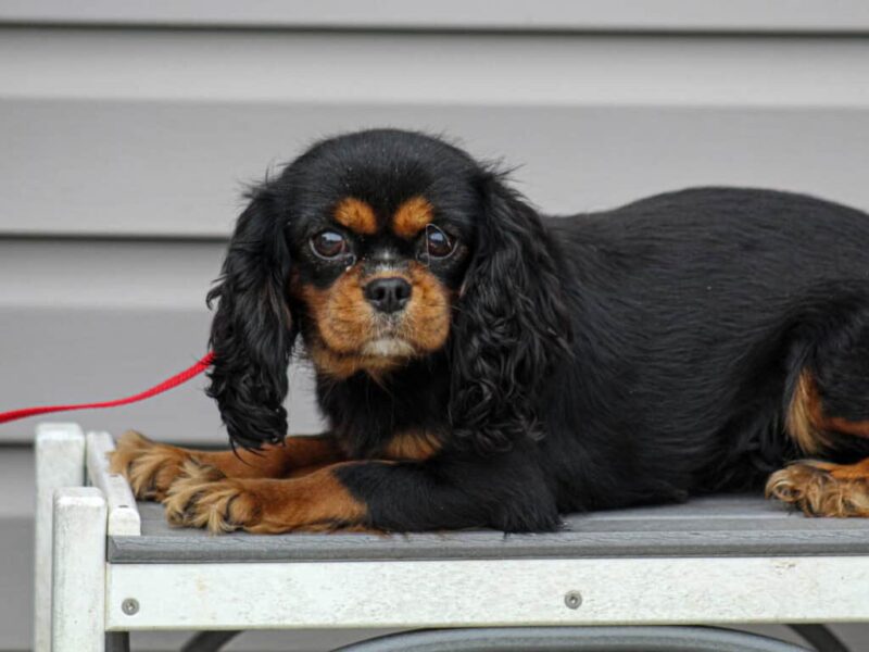 Bridget, our Cavalier King Charles Spaniel dam in Kentucky.