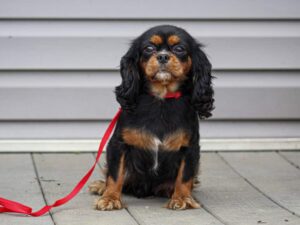 Bridget, our Cavalier King Charles Spaniel dam at Thomas Ridge Kennels