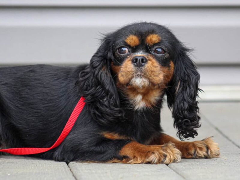 Bridget, our Cavalier King Charles Spaniel dam in Kentucky.