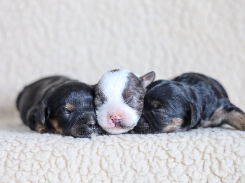 The Bandit-Bridget Mini Cavapoo litter — Mini Cavapoo puppies in Kentucky.