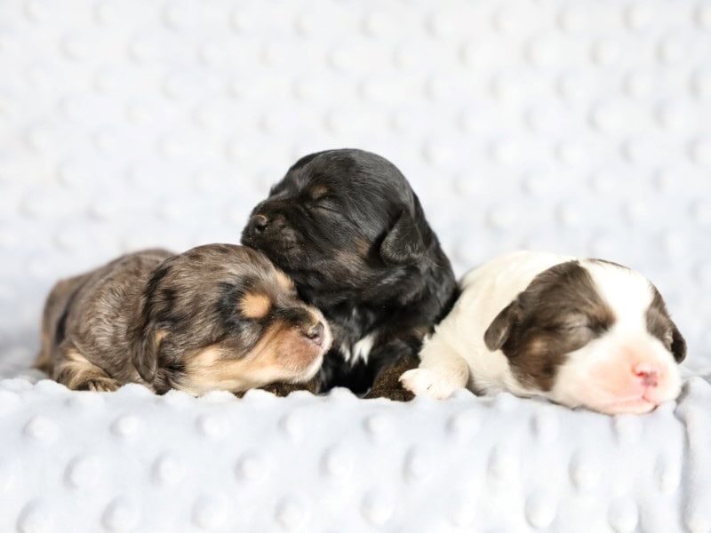 The Bandit-Jennie Mini Cavapoo litter — Mini Cavapoo puppies in Kentucky.