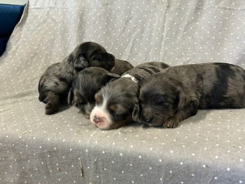 The Buzz-Snickers Mini Cavapoo litter — Mini Cavapoo puppies in Kentucky.