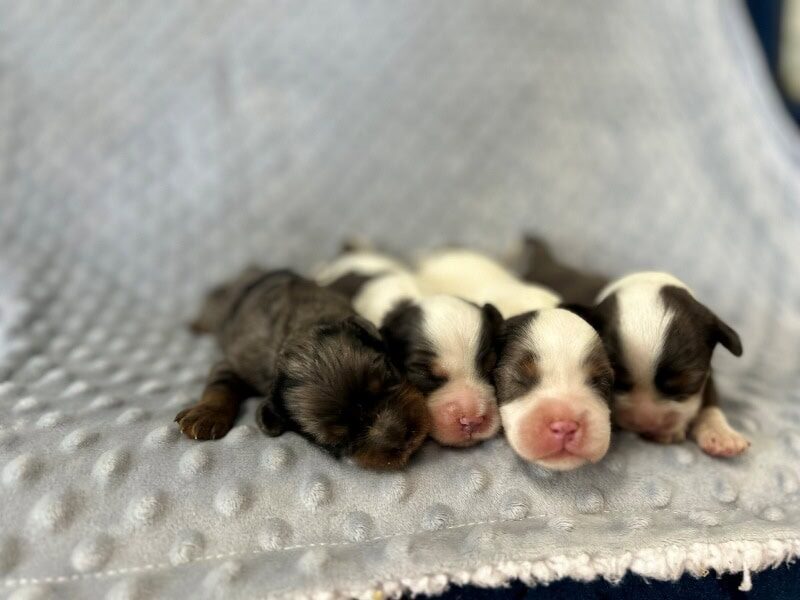 The Buzz-Emmie Mini Cavapoo litter — Mini Cavapoo puppies in Kentucky.