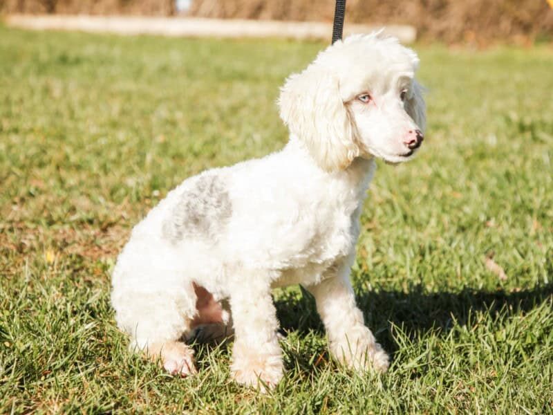 Rocky, our Please Select sire in Kentucky.