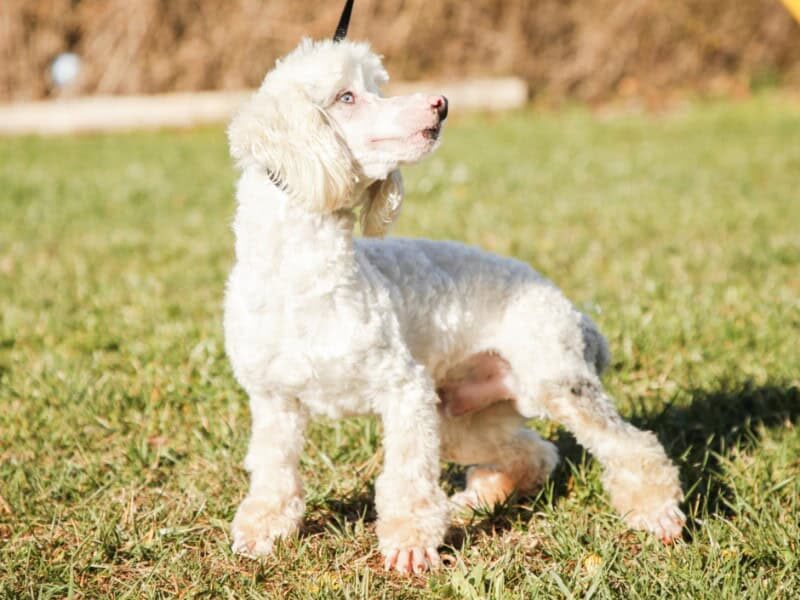 Rocky, our Please Select sire in Kentucky.