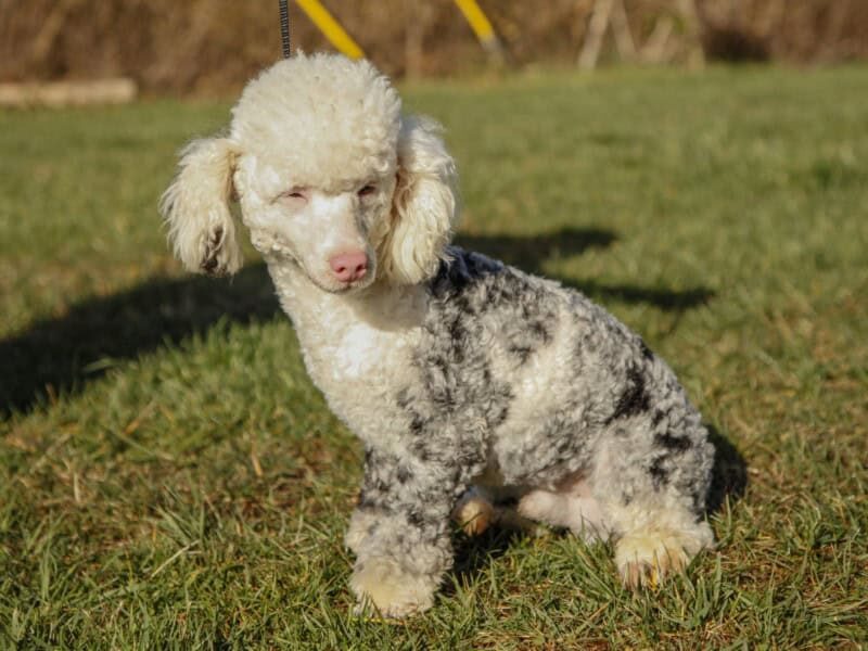 Buzz, our Poodle Mini sire in Kentucky.