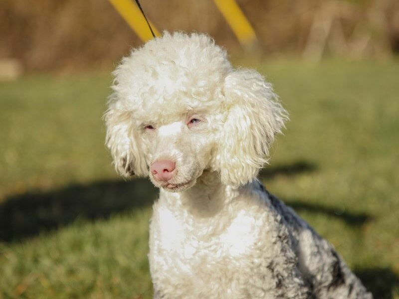 Buzz, our Poodle Mini sire in Kentucky.