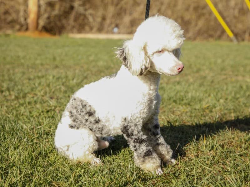 Buzz, our Poodle Mini sire in Kentucky.