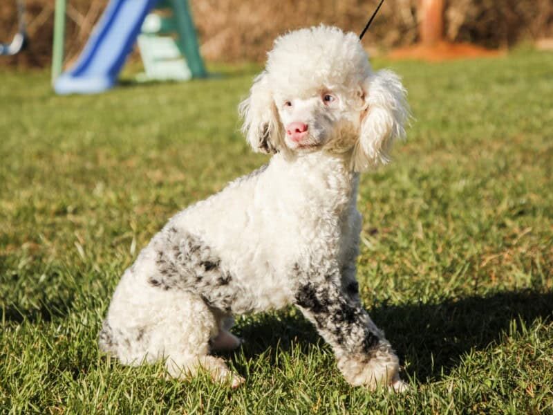 Buzz, our Poodle Mini sire in Kentucky.