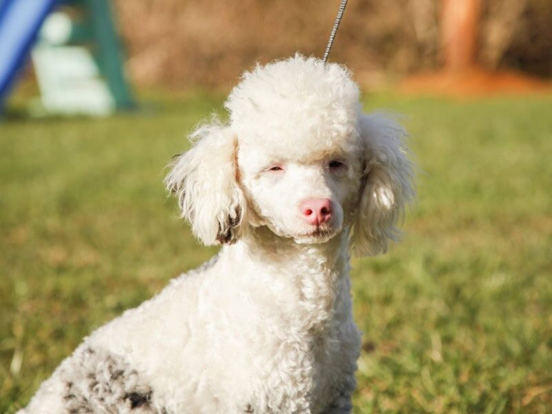 Buzz, our Poodle Mini sire in Kentucky.
