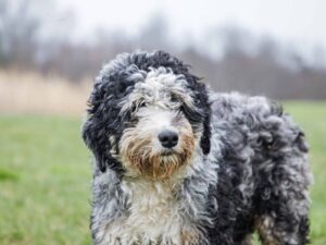 Queenie, our Bernedoodle Mini dam at Thomas Ridge Kennels