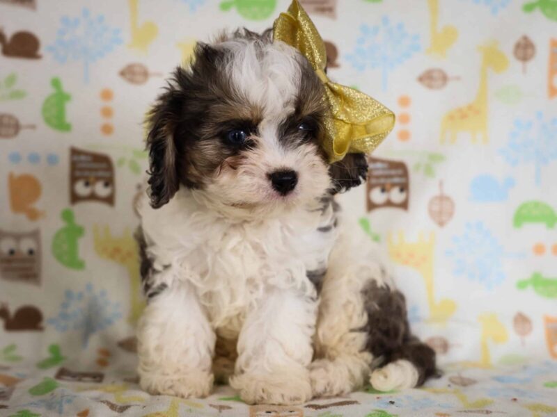Jay Jasper, a white merle Mini Cavapoo puppy in Kentucky.