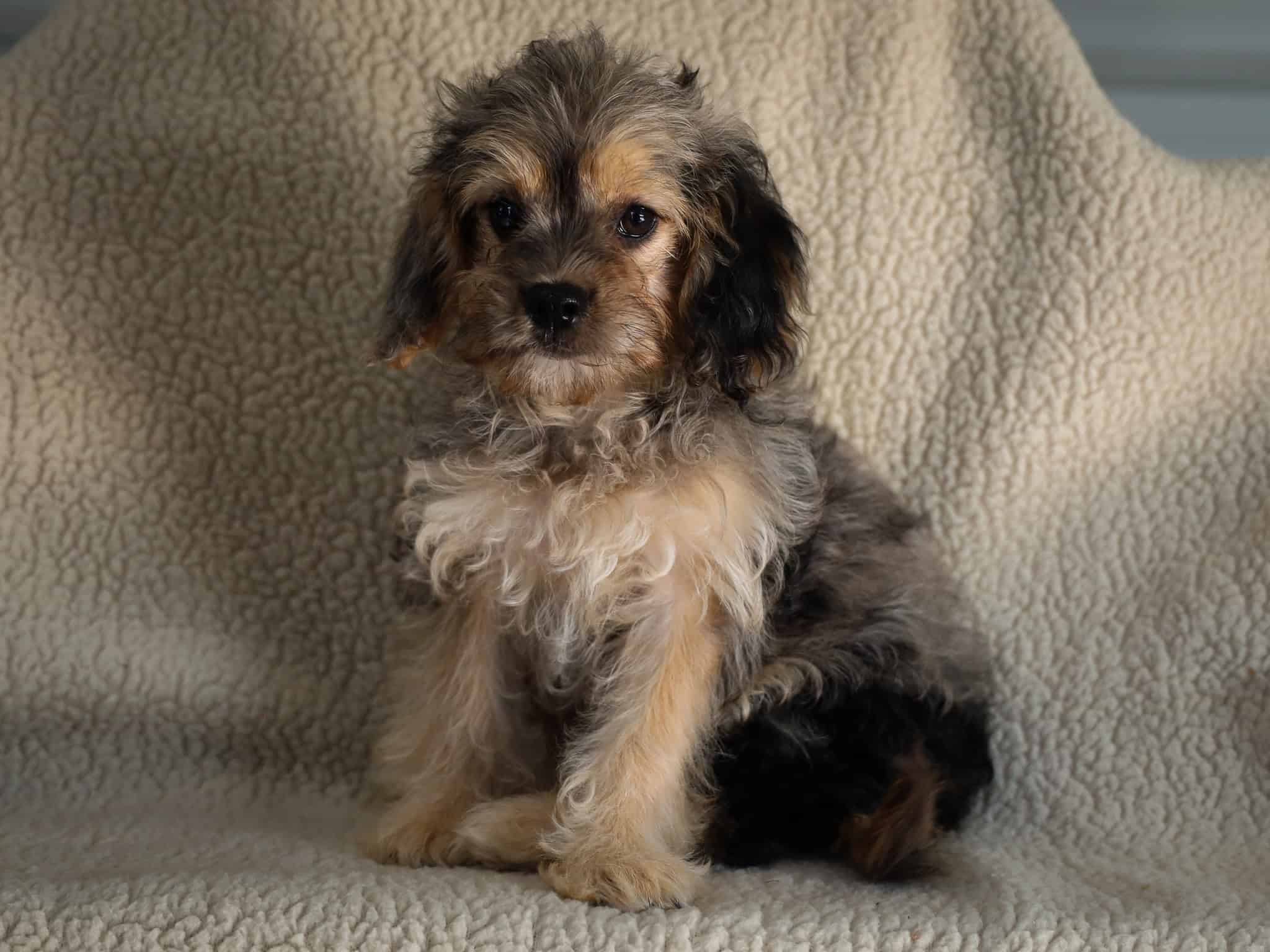 Rae - Tri-Colored Female Puppy | Thomas Ridge Kennels