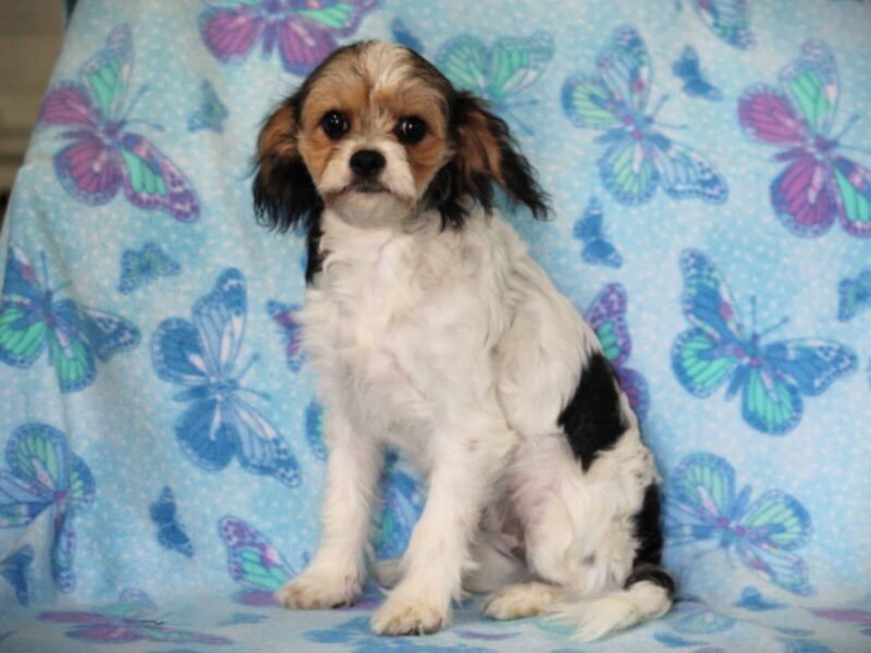 Rose, a tri-colored Mini Cavapoo puppy in Kentucky.