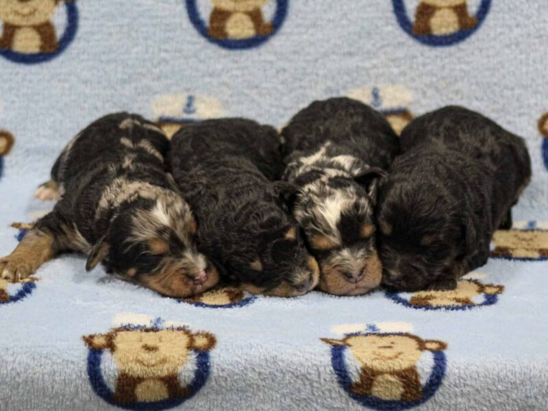 Nash-Queenie Mini Bernedoodle image