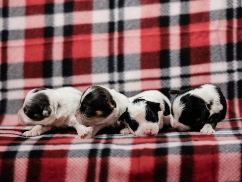The Bandit-Kassie Mini Cavapoo litter — Mini Cavapoo puppies in Kentucky.